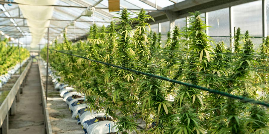 rows of Cannabis plants inside a greenhouse